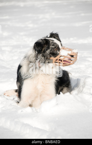 Border Collie Bleu Merle portant muselière dans une scène enneigée Banque D'Images