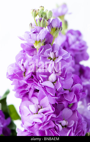 Close up de couleur lilas Stocks parfumés Banque D'Images