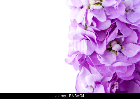 Close up de couleur lilas Stocks parfumés Banque D'Images