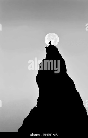 Pleine lune se couche sur rock à Bandon Beach avec mouette. Bandon, Oregon Banque D'Images