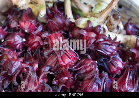 Fruit de la Roselle Banque D'Images