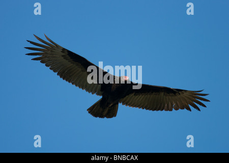 Urubu à tête rouge (Cathartes aura septentrionalis) adulte en vol contre un ciel bleu clair. Banque D'Images