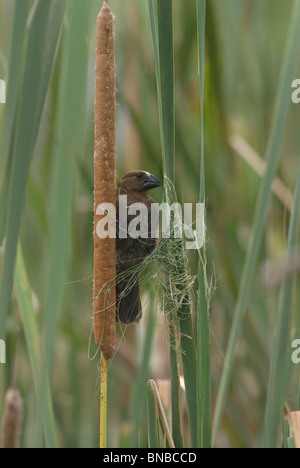 Close-up Serin (Weaver Amblyospiza albifrons) obtenir des copeaux de reed pour un nid. Province du Kwazulu-Natal, Afrique du Sud Banque D'Images