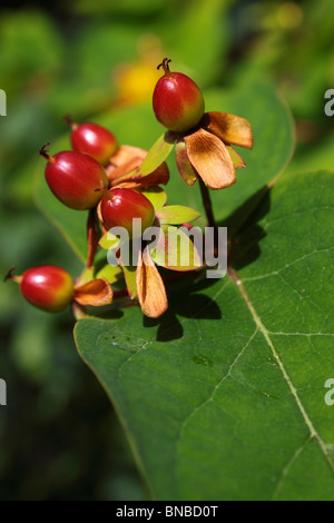 Hypericum calycinum fleurs et fruits Banque D'Images