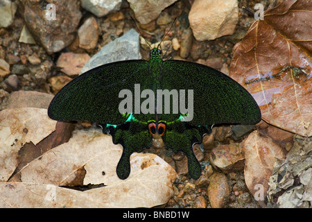 Emerald Papilio palinurus) butterfly Banque D'Images