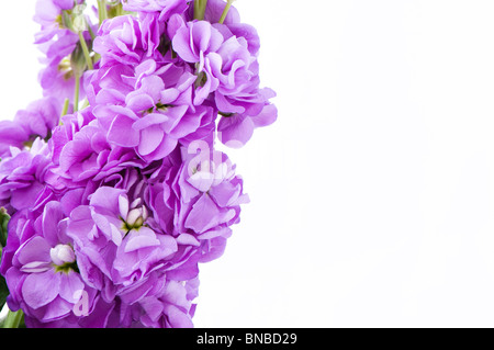 Close up de couleur lilas Stocks parfumés Banque D'Images