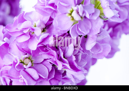 Close up de couleur lilas Stocks parfumés Banque D'Images