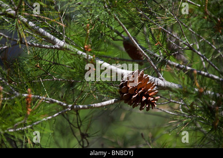 Le pin noir d'Europe de pin Pinus nigra sur branche, pins méditerranéens, l'Espagne l'Espagne10 106339 horizontal Banque D'Images