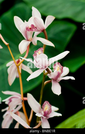 Fleurs d'orchidée cymbidium rose voile, Caitlin var Pink Delight, Orchidaceae Banque D'Images