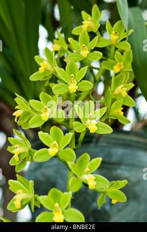 Fleurs de Cymbidium orchidée jaune Fifi "Harry", CCM/AOS Banque D'Images