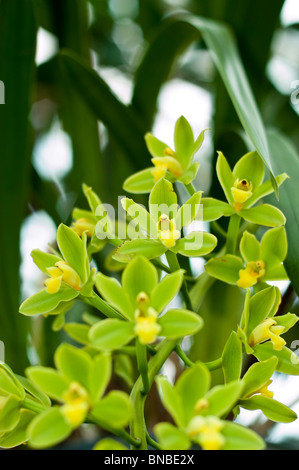 Fleurs de Cymbidium orchidée jaune Fifi "Harry", CCM/AOS Banque D'Images