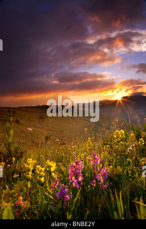 Fleurs sauvages au lever du soleil dans le parc national des Monts Sibyllins, Ombrie Italie Banque D'Images