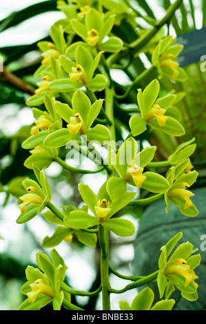 Fleurs de Cymbidium orchidée jaune Fifi "Harry", CCM/AOS Banque D'Images