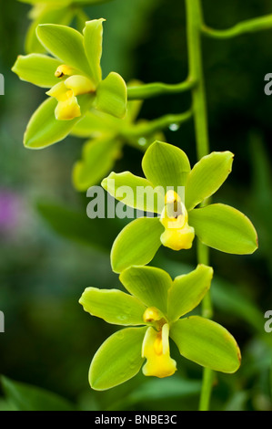 Fleurs de Cymbidium orchidée jaune Fifi "Harry", CCM/AOS Banque D'Images