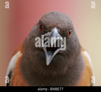 Bruant Treepie extreme close up shot. Photo prise dans le Parc National de Ranthambhore, Inde Banque D'Images