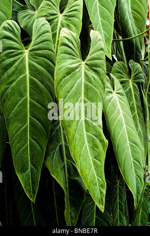 Feuilles de velours noir géant de l'or, de velours, Philodendron Philodendron melanochrysum, araceae Banque D'Images