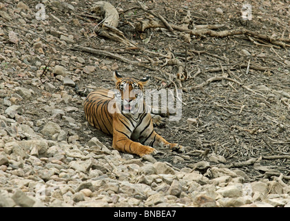 Tiger assis dans l'habitat sec à Ranthambhore National Park, Inde Banque D'Images