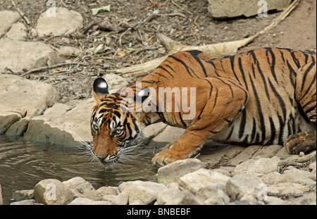 Tiger eau potable d'un trou d'eau dans le Parc National de Ranthambhore, Inde Banque D'Images