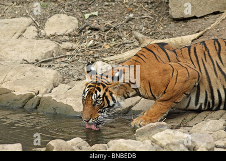 Tiger eau potable d'un trou d'eau dans le Parc National de Ranthambhore, Inde Banque D'Images