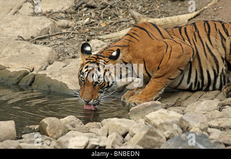 Tiger eau potable d'un trou d'eau dans le Parc National de Ranthambhore, Inde Banque D'Images