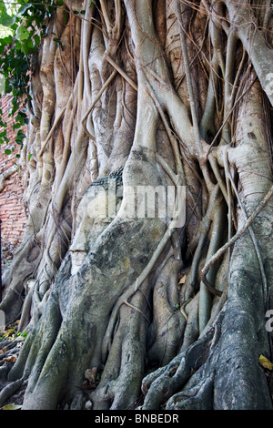 Une tête de Bouddha envahie par les racines des arbres, Wat Mahathat Ayutthaya, Thaïlande Banque D'Images