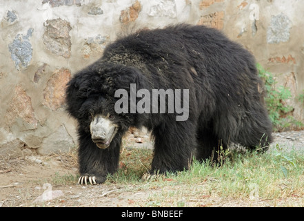 Ours noir d'Asie la marche dans son boîtier. Photo prise dans le Zoo de New Delhi, Inde Banque D'Images