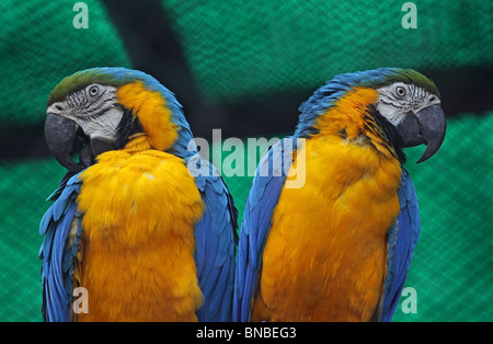 Une paire d'Aras bleu et jaune. Photo prise dans le Zoo de New Delhi, Inde Banque D'Images