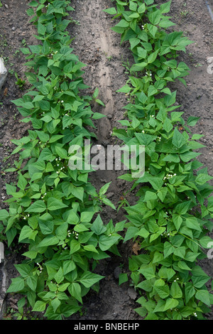 Des plants de haricot vert (Phaseolus) cultivar en potager, Michigan USA Banque D'Images