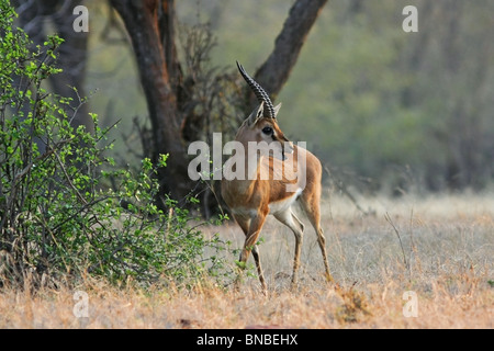 Un mâle Chinkara ou Gazelle indienne posant dans le Parc National de Ranthambhore, Inde. Banque D'Images