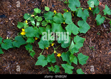 Les concombres du jardin en fleurs (Cucumis sativus) E USA Banque D'Images