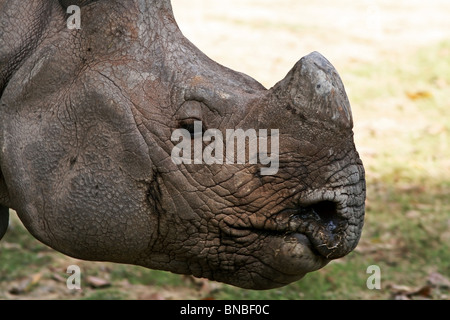 Rhinocéros indien portrait. Photo prise dans le Zoo de New Delhi, Inde Banque D'Images