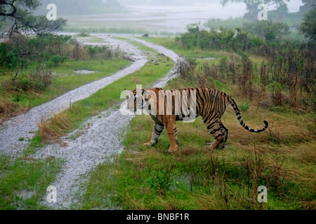 Tiger walking dans la pluie dans le Parc National de Ranthambhore, Inde Banque D'Images