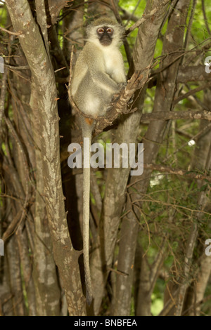 Un singe vervet (vert) (Cercopithecus aethiops) dans le Parc National de Kruger. Banque D'Images