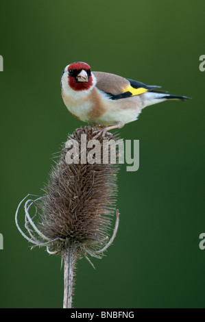 Chardonneret élégant (Carduelis carduelis) nourrir et perché sur cardère (Dipsacus fullonum) Banque D'Images