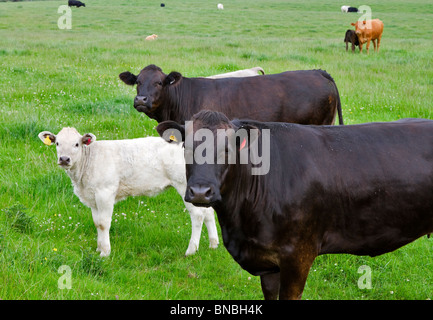 Vaches Noires et un veau blanc dans un champ de Northumberland Banque D'Images