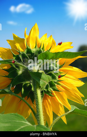 Gros plan sur tournesol fraîche dans le jardin Banque D'Images