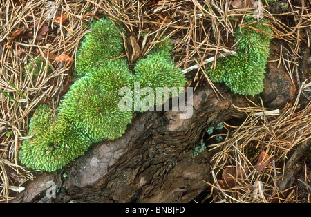 Mousse de coussin, Leucobryum glaucum, New Forest, Hampshire Banque D'Images