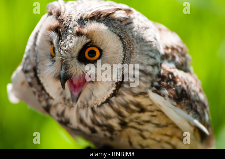 Eagle owl animée de près, donne un regard perçant avec ces grands yeux orange. Banque D'Images