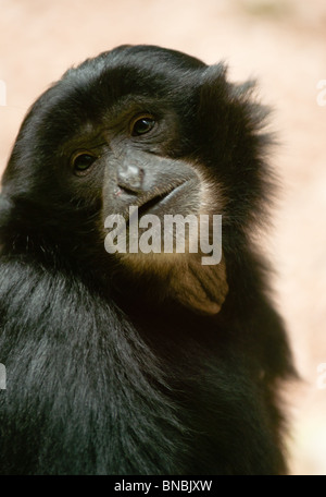 Gibbon Siamang portrait Banque D'Images