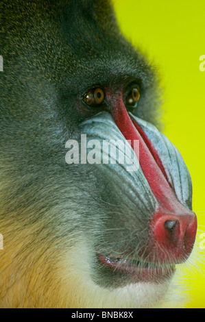 Mandrill babouin jusqu'fermer Banque D'Images