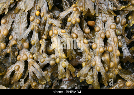 Fucus vesiculosus Fucus vésiculeux prises sur Penmon Point, Anglesey, UK Banque D'Images