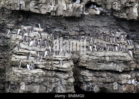 Commune de nidification des Guillemots Uria aalge macareux sur l'Île, Anglesey, Pays de Galles Banque D'Images