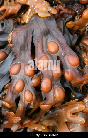 Fucus vesiculosus Fucus vésiculeux séché prises sur la plage, Beaumaris Anglesey, UK Banque D'Images