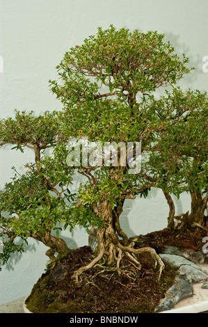 Serissa japonica, neige rose bonsai dans jardin botanique de Montréal,Canada Banque D'Images