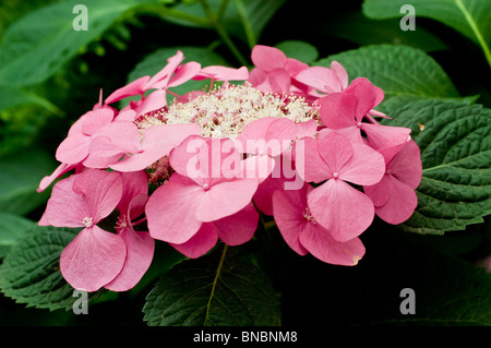 Hydrangea macrophylla Taube rose fleurit en fleur. Magnifique lacecap hortensia avec des pétales roses éclatants et des feuilles vertes dans un cadre de jardin. Banque D'Images