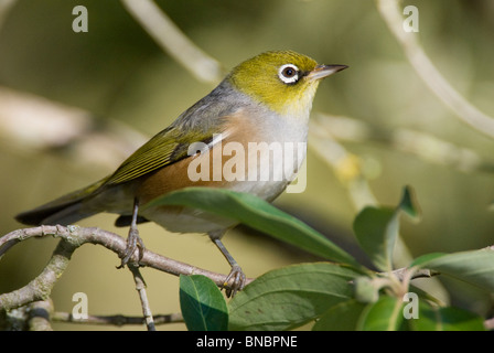 Waxeye/Silvereye, Zosterops lateralis, Hot bird perché dans un arbre. Christchurch, Nouvelle-Zélande Banque D'Images