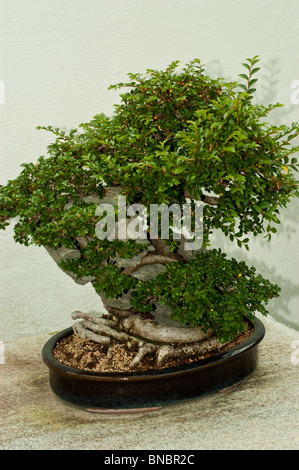 Orme chinois, Ulmus parvifolia sur Ying Tak stone bonsai dans jardin botanique de Montréal, Canada Banque D'Images