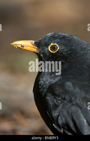 Blackbird, Turdus merula, portrait des hommes adultes. Christchurch, Nouvelle-Zélande Banque D'Images