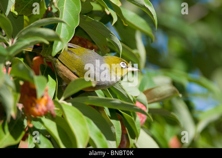 Waxeye/Silvereye, Zosterops lateralis, Hot bird perché dans un arbre. Christchurch, Nouvelle-Zélande Banque D'Images