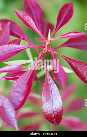 Pieris Forest Flame Banque D'Images